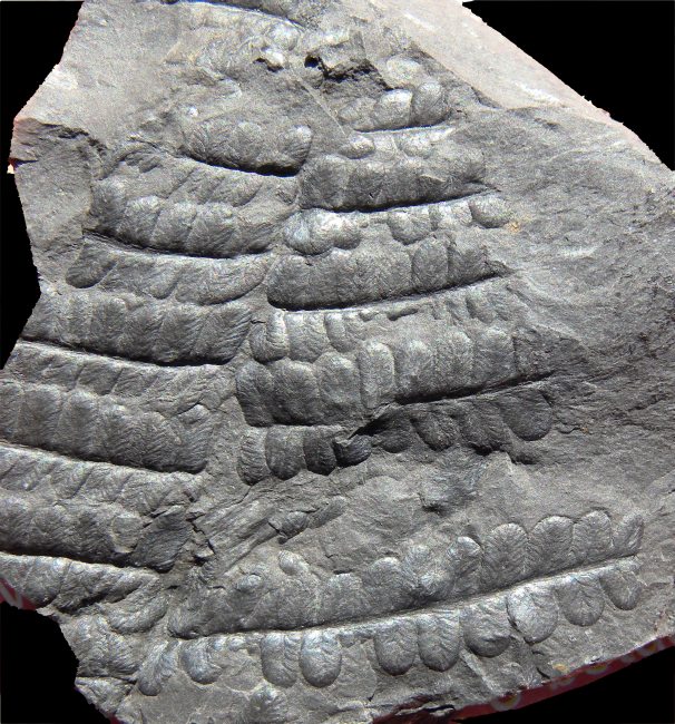 Pecopteris pennaeformis